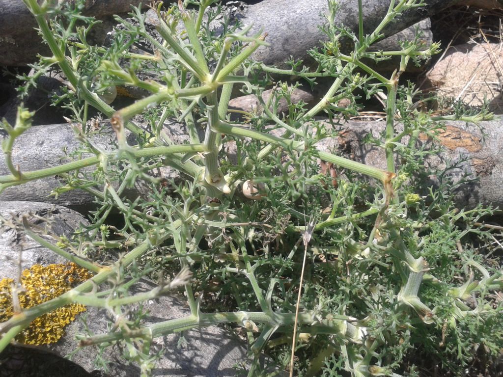 Echinophora tenuifolia